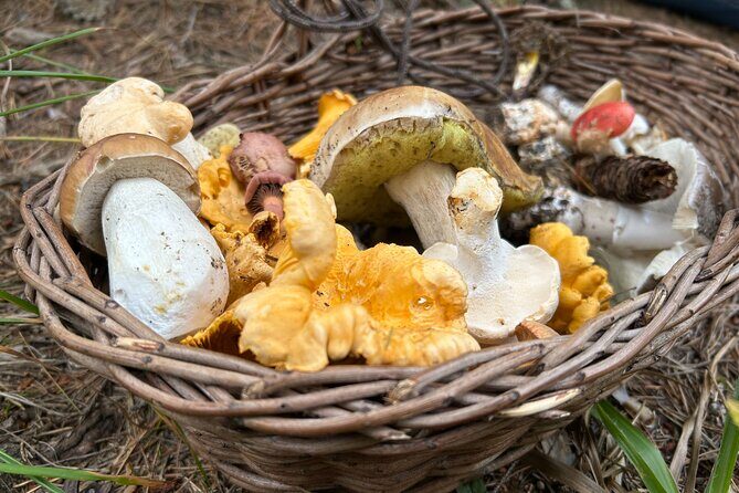 Culinary Adventure To The Fungi And Botanical Kingdom Of Bulgaria - Getting to the trails: pickup, small group energy, and no wasted time