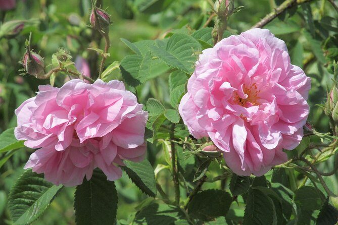 Kazanlak-Rose Valley-Valley of the Thracian Kings - private tour from Plovdiv - Key highlights worth the trip