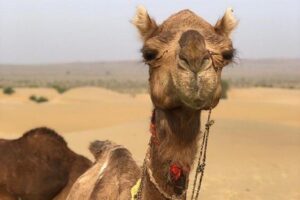 Non Touristic Half Day Camel Safari Thar Desert Sunset - The oasis stop: why this “quick” visit is the point