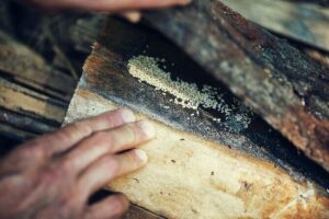Private Experience in Wildlife Survival School in Bulgaria - Building a Quick Shelter in the Forest: Choosing the Right Spot Fast