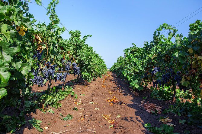Special History And Wine Tour including Wine Tasting - Simeon’s Mound and Old Nessebar views: the walk that sets the tone