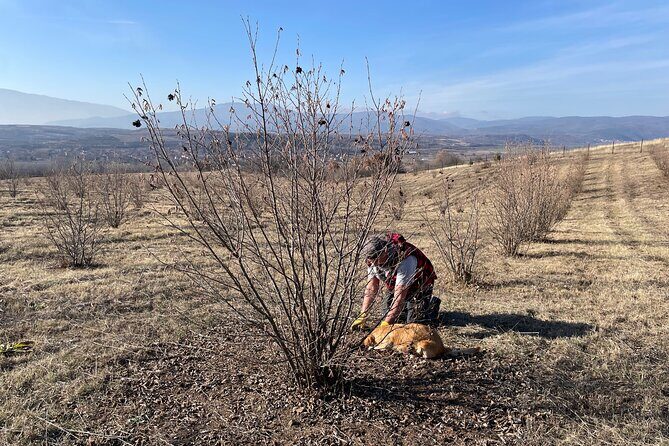 Truffle Hunting in Kyustendil - Price and value: what $116.26 buys you for 3 hours